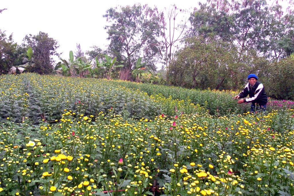 Cựu chiến binh tiên phong trồng hoa trên đất nhiễm mặn