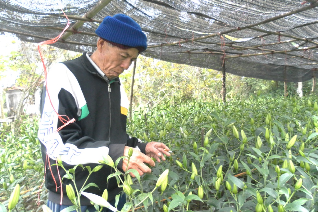 Cựu chiến binh tiên phong trồng hoa trên đất nhiễm mặn - 1 Cựu chiến binh tiên phong trồng hoa trên đất nhiễm mặn