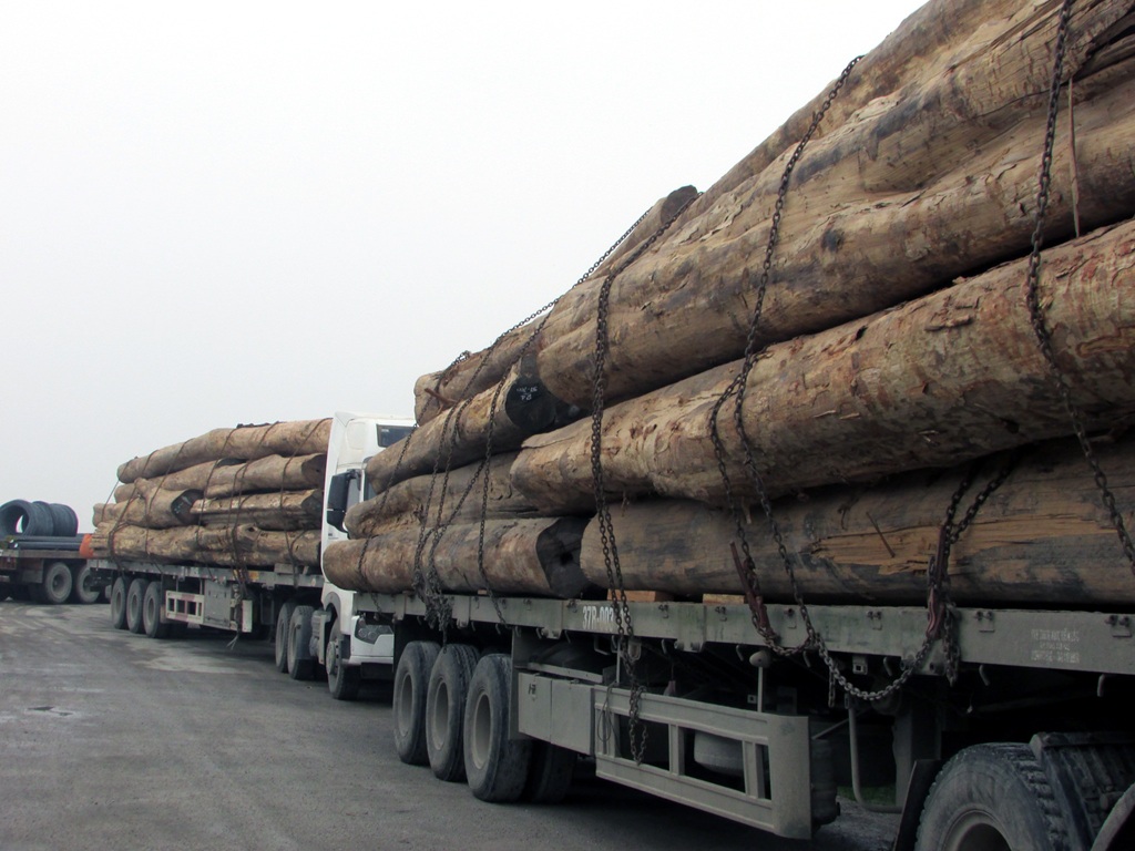 Đoàn xe chở gỗ khủng qua cầu Bến Thủy 2 và mới được phát hiện có 3 xe quá trọng tải 104%.