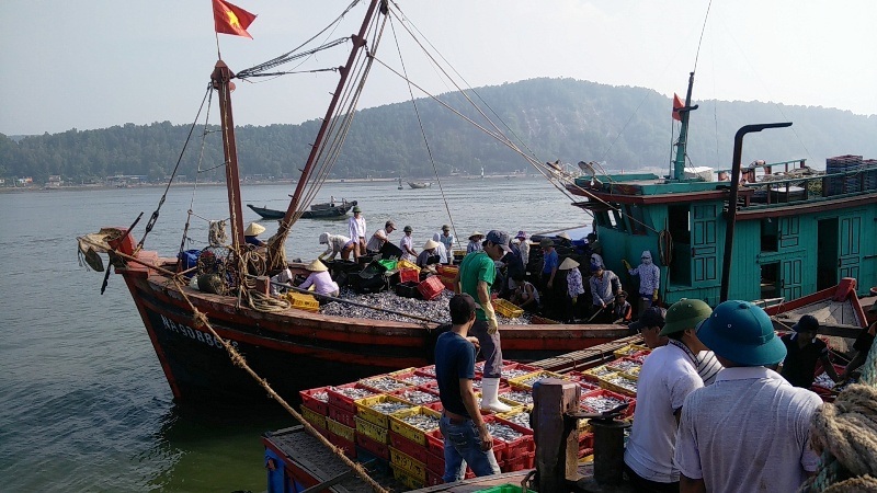Ngư dân được mùa lộc biển đầu năm mới - 3 Ngư dân được mùa lộc biển đầu năm mới