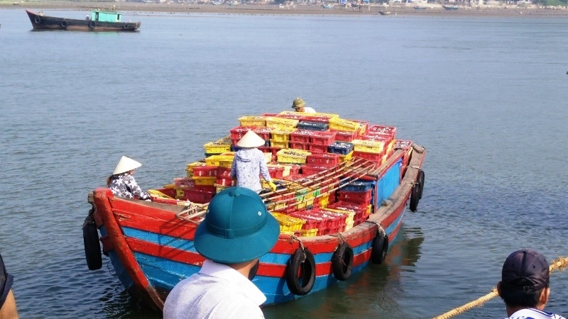 Ngư dân được mùa lộc biển đầu năm mới - 4 Ngư dân được mùa lộc biển đầu năm mới