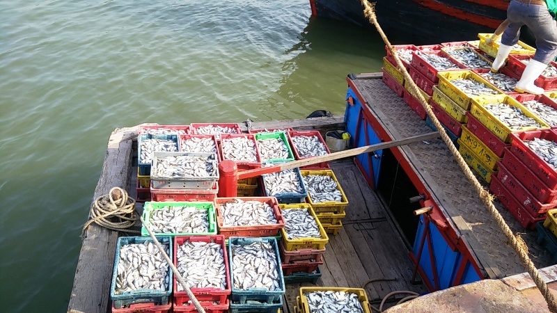 Ngư dân được mùa lộc biển đầu năm mới - 7 Ngư dân được mùa lộc biển đầu năm mới