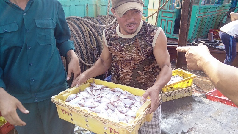 Ngư dân được mùa lộc biển đầu năm mới - 9 Ngư dân được mùa lộc biển đầu năm mới