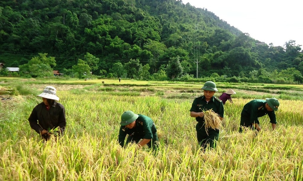 Giúp đồng bào gặt lúa.