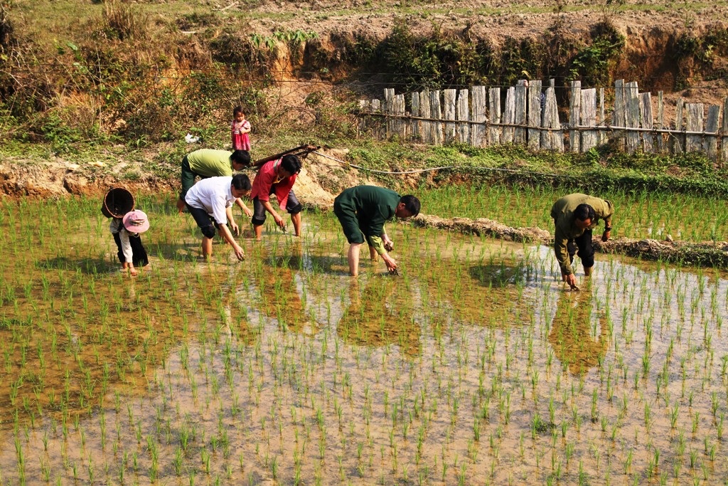 Các chiến sỹ mang quân hàm xanh cùng nhân dân làm cỏ lúa.