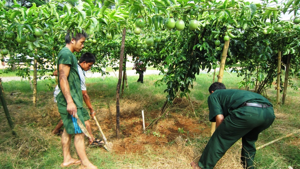 Xây dựng mô hình trồng chanh leo của các chiến sỹ ĐBP Tri Lễ.