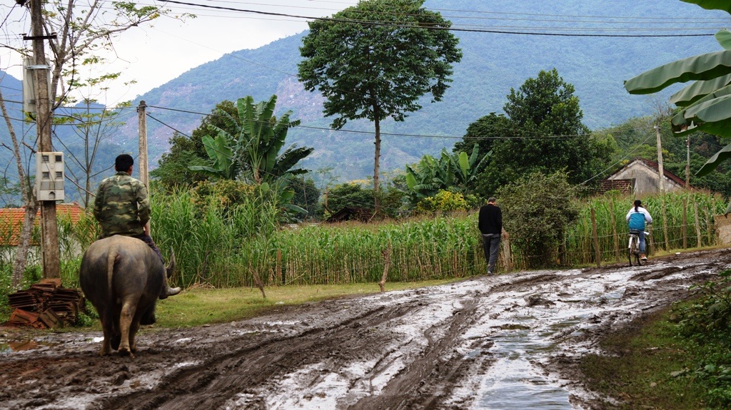 Mỗi khi mưa xuống, bùn lầy lội, người dân nhiều người phải cưỡi trâu để đi, người thị đi bộ.