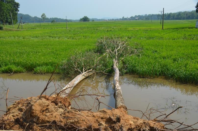 Một số cây xanh ở địa bàn huyện Thanh Chương bị lốc quật đổ.