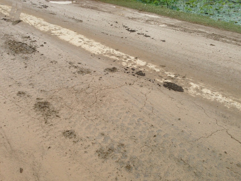 Phân rơi vãi dọc đường, gây ô nhiễm môi trường.