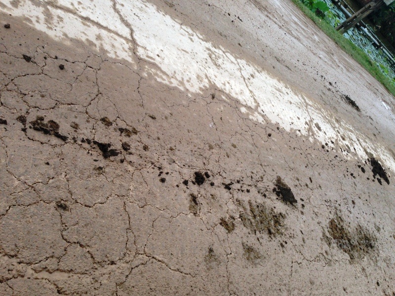 Phân rơi vãi dọc đường, gây ô nhiễm môi trường.