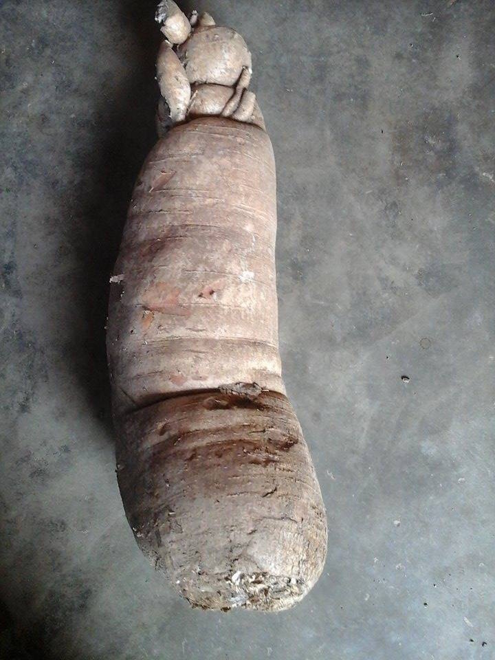 “Nhặt được” củ sắn nặng gần 60kg khi đào giếng - 3 Củ sắn nặng hơn 20kg.