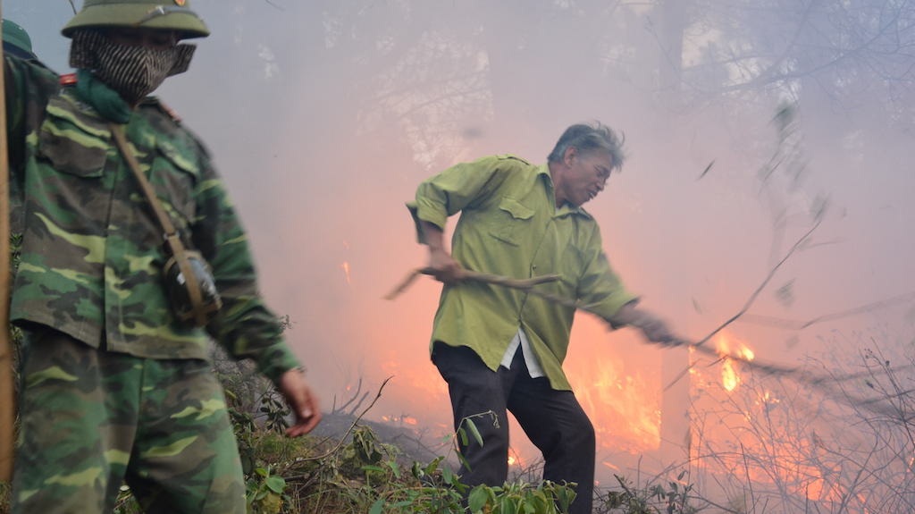 Đám cháy lan nhanh, ngọn lửa lớn thiêu đốt rừng thông.