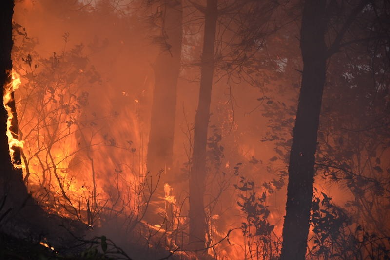 Đám cháy lan nhanh, ngọn lửa lớn thiêu đốt rừng thông.
