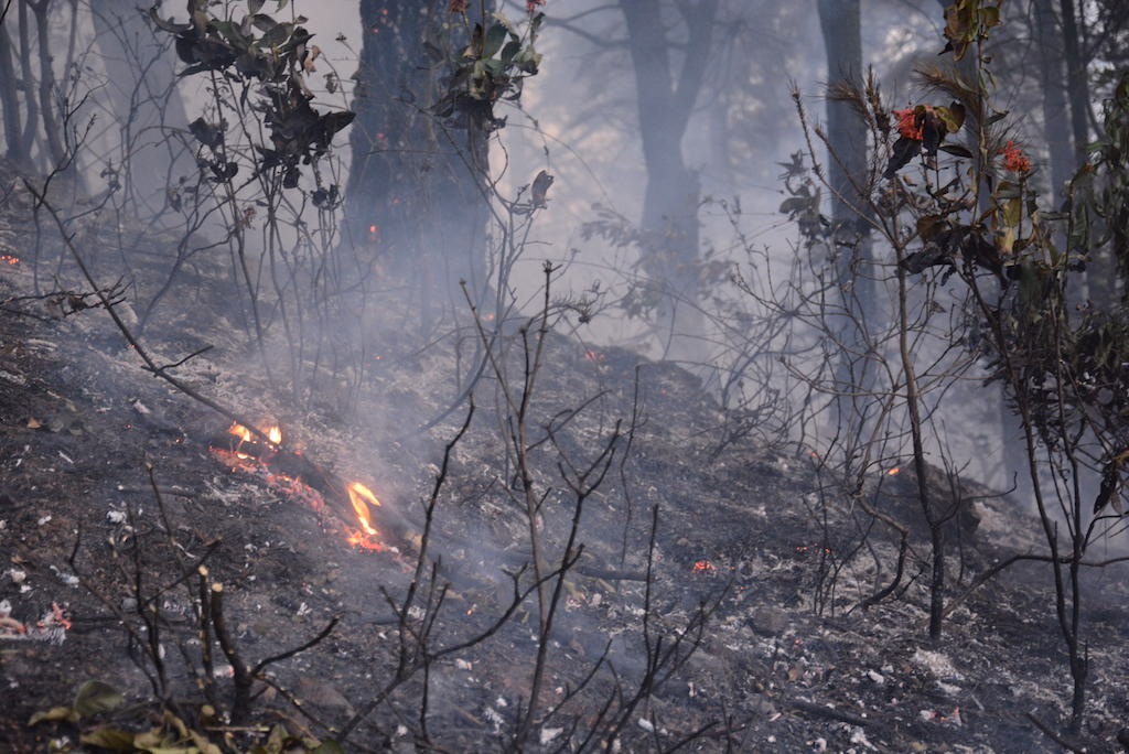 Sau nhiều nỗ lực, đám cháy đi qua để lại than đen, trụi cành....