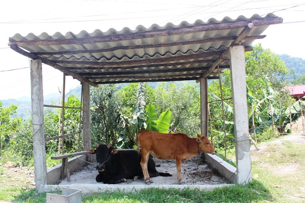 Người nông dân cùng đàn gia súc cũng “trốn” nắng
khi đã bị vắt kiệt sức.