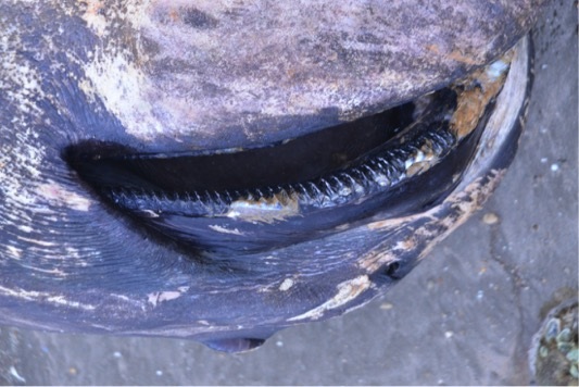 Cá mập “khủng” trôi dạt vào bờ biển Nghệ An - 3 Hàm răng cá mập nhỏ nhưng khiến nhiều người thấy sợ (Ảnh: Nhật Thanh).