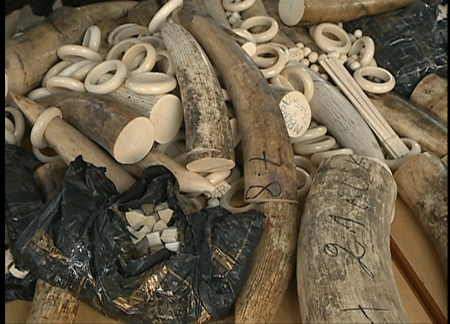 Điều tra đường dây vận chuyển trái phép ngà voi vào Việt Nam.