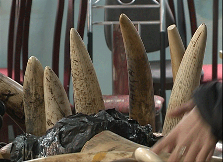 Số ngà voi được vận chuyển từ nước ngoài về Việt Nam.