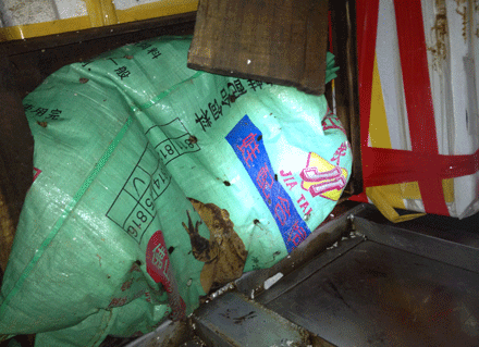 ...và ếch từ Trung Quốc vượt biên vào Việt Nam