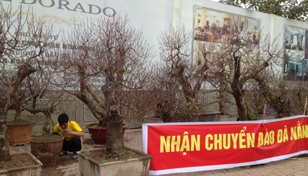 Đào rừng giá "khủng" và phong cách chơi đào dịp Tết - 9 Các nhà vườn năm nay kiêm thêm cả khâu vận chuyển đường dài.