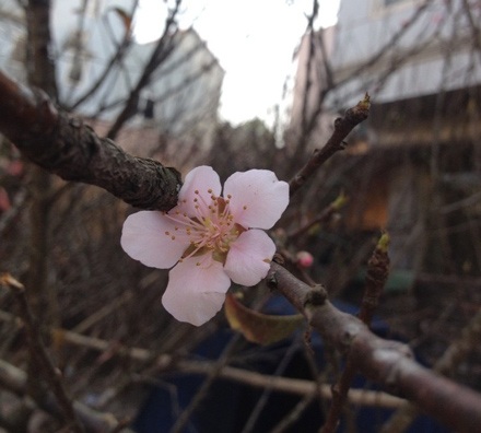 “Lạ lùng” đào rừng ra quả giữa thủ đô - 4 Hoa của giống đào rừng này ít cánh và mỏng.