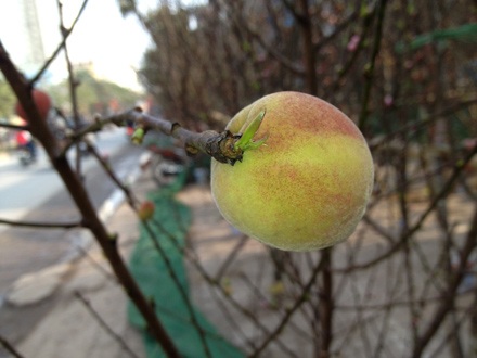 “Lạ lùng” đào rừng ra quả giữa thủ đô - 1 Một quả đào rừng tươi mơn mởn chào xuân trên đất Hà Nội