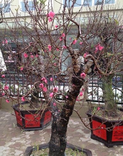 Đào rừng giá "khủng" và phong cách chơi đào dịp Tết - 3 Chơi đào có tùy theo sở thích, nhưng tập trung ở 3 phong cách chơi chính.
