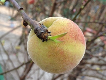 “Lạ lùng” đào rừng ra quả giữa thủ đô - 3 Theo chủ nhân của những cành đào rừng, thì cành nào càng nhiều quả thì gia chủ càng nhiều lộc.