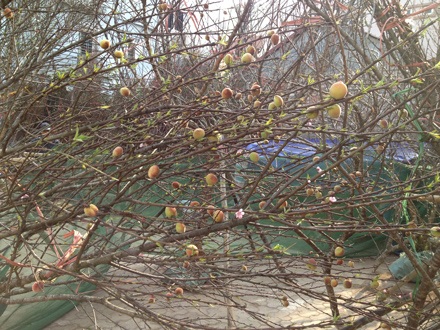 “Lạ lùng” đào rừng ra quả giữa thủ đô - 6 Tuấn Hợp