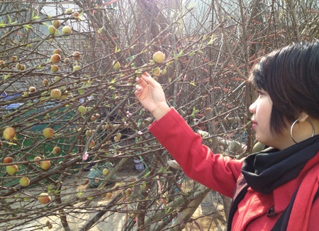 “Lạ lùng” đào rừng ra quả giữa thủ đô - 5 Cành đào không chỉ có hoa mà còn chi chít quả