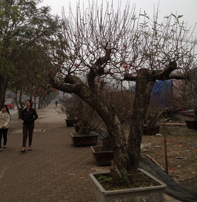 Đào rừng giá "khủng" và phong cách chơi đào dịp Tết - 7 Đào rừng gốc khủng, giá cũng khủng.