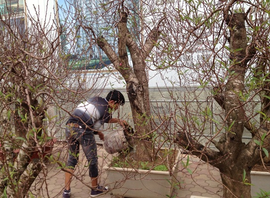 Đào rừng giá "khủng" và phong cách chơi đào dịp Tết - 8 Đào rừng xuống phố nhưng vẫn được chăm sóc cẩn thận vì còn 20 ngày nữa mới tết.