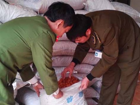 Bắt gần 20 tấn mì chính, ô mai xuyên đêm từ Trung Quốc về Hà Nội