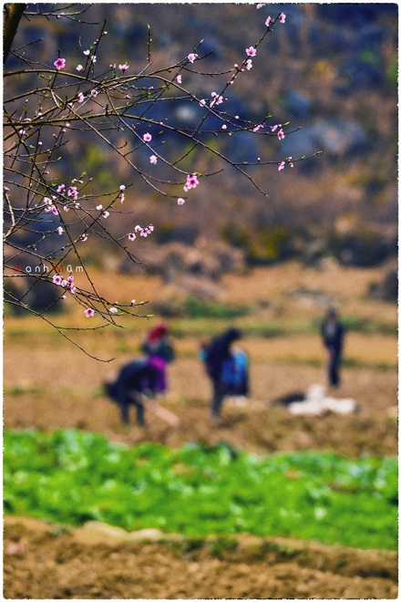 Nguyễn Mạnh Đức
