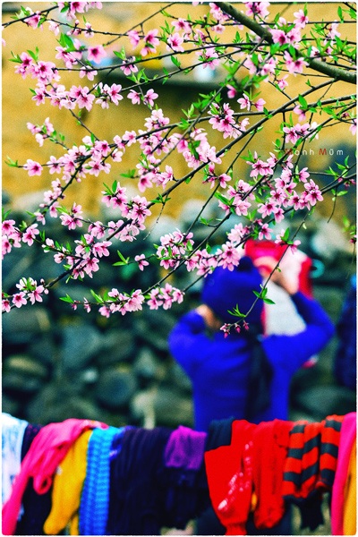 Nguyễn Mạnh Đức