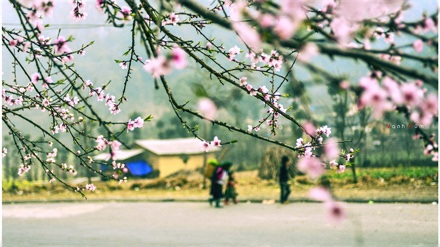Một gốc đào đá Hà Giang.