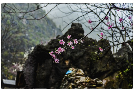 Một gốc đào đá Hà Giang.