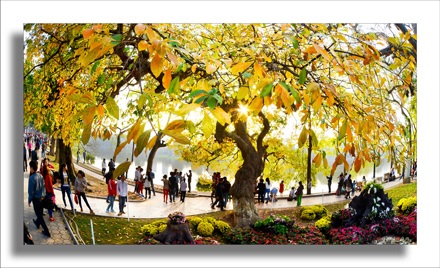 Hà Nội đẹp ngỡ ngàng mùa lộc vừng thay lá - 4 Nô nức dưới sắc vàng Lộc Vừng.