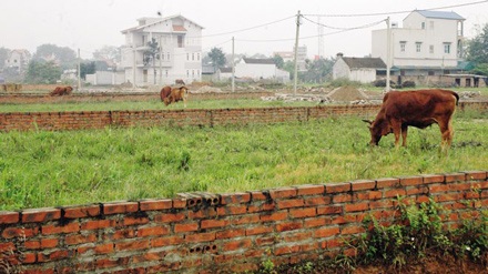 Trưởng ban giải phóng mặt bằng bán đất trên giấy - 1 Dự án Bắc Phú Cát hiện đang để cỏ mọc hoang.