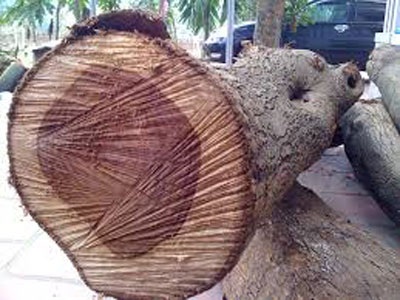 Vì sao cây sưa đỏ giá cả triệu USD lại xuất hiện trong kho gỗ Minh sâm. (Ảnh, minh họa)