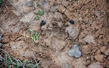 Dấu chân được giới chức Pháp khẳng định là của hổ dữ