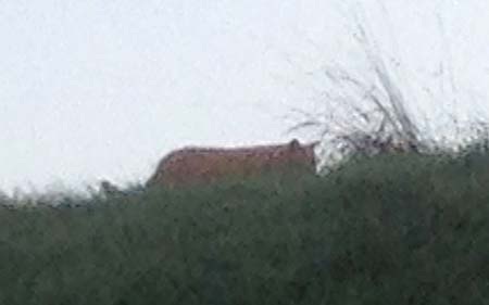 Hình ảnh được cho là của hổ xổng chuồng