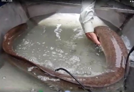 Ngày 7/1/2013, trong lúc đi làm ruộng, anh Vũ Văn Tý (xã Quỳnh Hưng, huyện Quỳnh Lưu, Nghệ An)