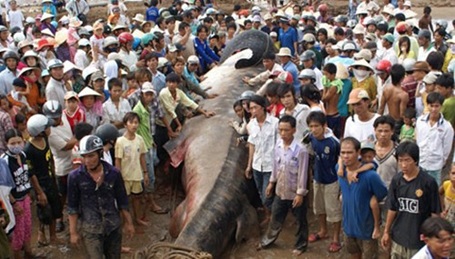 “Thủy quái” trăm triệu vào tay thợ săn Việt - 21 Ngày 7/1/2013, trong lúc đi làm ruộng, anh Vũ Văn Tý (xã Quỳnh Hưng, huyện Quỳnh Lưu, Nghệ An)