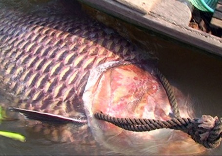 “Thủy quái” trăm triệu vào tay thợ săn Việt - 6 Năm 2012, lần đầu tiên ngư dân ở An Giang bắt được con cá tra dầu nặng 72kg từ sông Hậu.