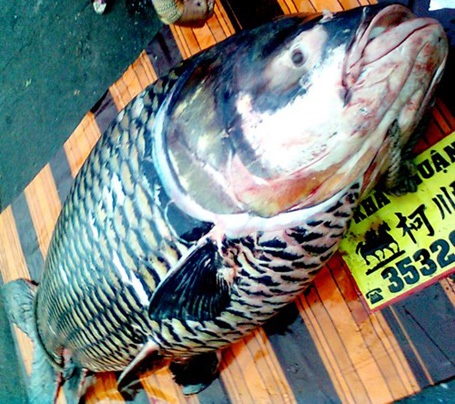 “Thủy quái” trăm triệu vào tay thợ săn Việt - 7 Năm 2012, lần đầu tiên ngư dân ở An Giang bắt được con cá tra dầu nặng 72kg từ sông Hậu.