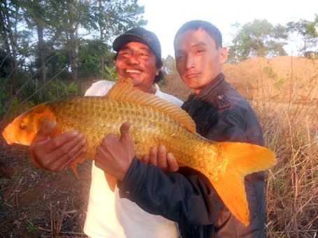 “Thủy quái” trăm triệu vào tay thợ săn Việt - 11 Năm 2012, lần đầu tiên ngư dân ở An Giang bắt được con cá tra dầu nặng 72kg từ sông Hậu.
