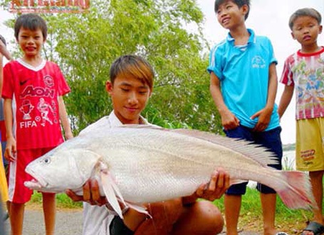 “Thủy quái” trăm triệu vào tay thợ săn Việt - 13 Năm 2012, lần đầu tiên ngư dân ở An Giang bắt được con cá tra dầu nặng 72kg từ sông Hậu.