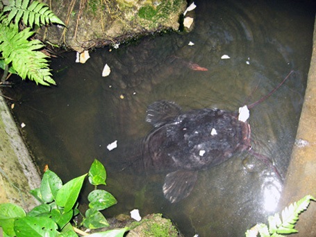 Năm 2012, lần đầu tiên ngư dân ở An Giang bắt được con cá tra dầu nặng 72kg từ sông Hậu.