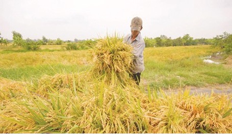 Nhiều giống lúa trên thị trường do doanh nghiệp chọn tạo